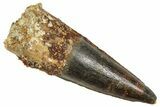 Fossil Spinosaurus Tooth - Real Fossil Tooth #372916-1